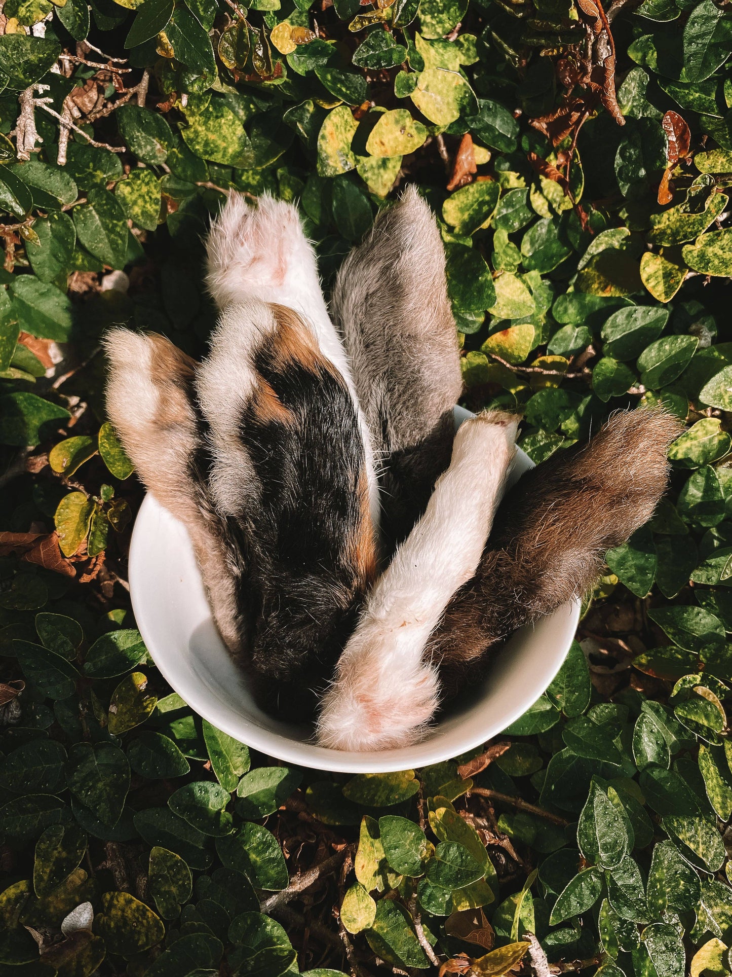 Dehydrated Rabbit Feet