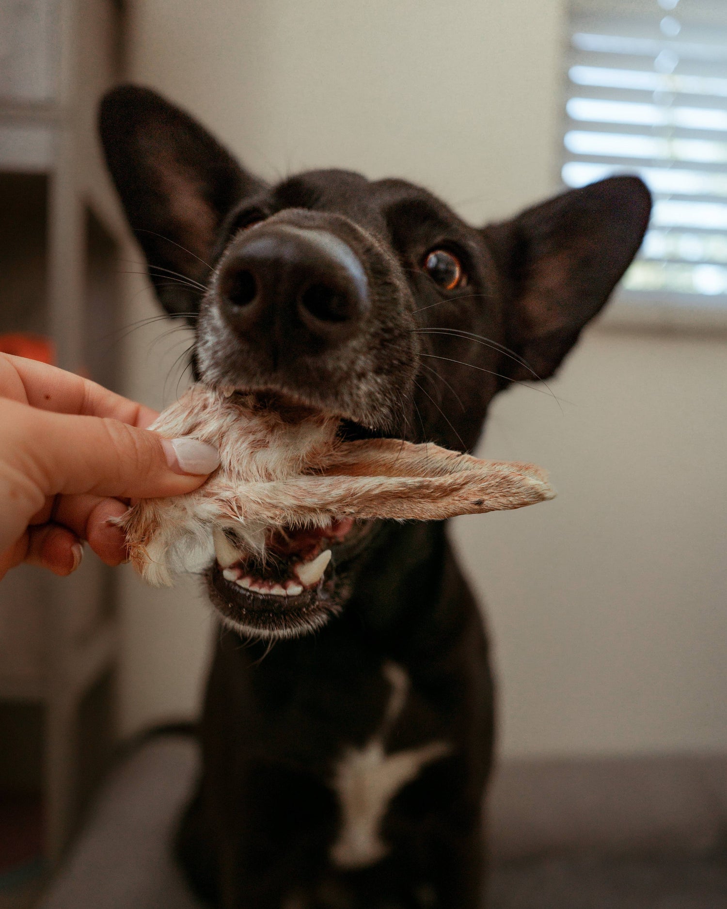 Pet Wellness